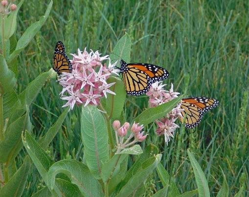 Monarch on Milkweed Plant